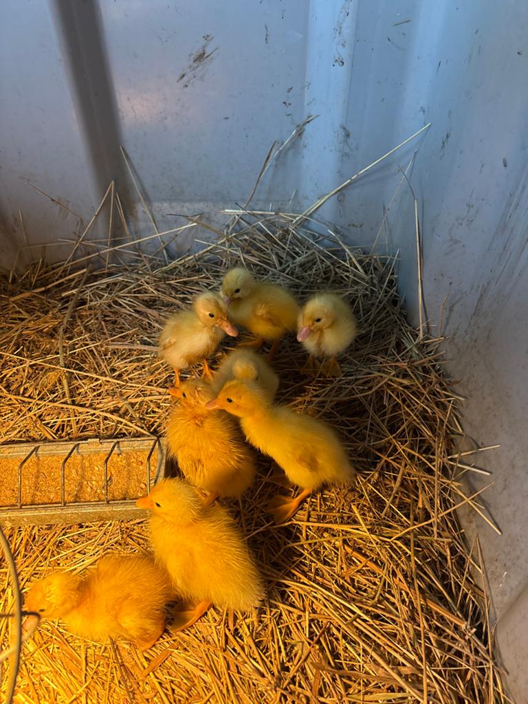 Witte loopeenden, Dieren en Toebehoren, Pluimvee, Meerdere dieren, Eend