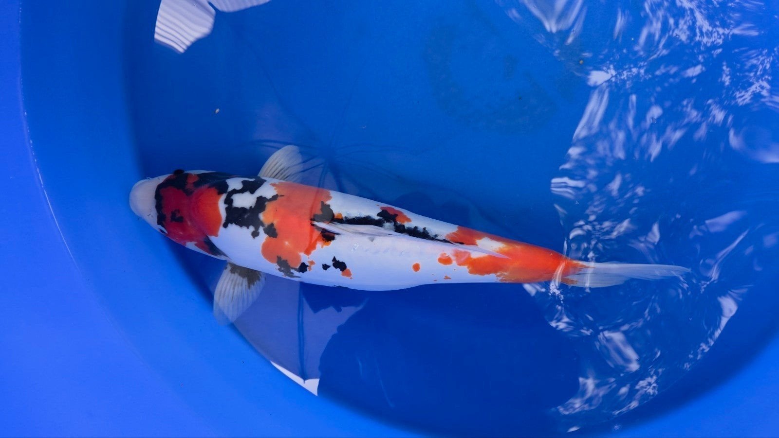 Doitsu showa van shinoda koi farm 60cm, Karper of Koi