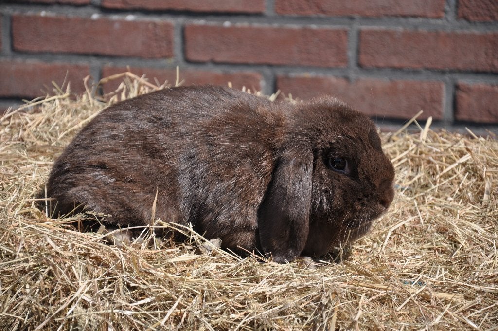 Meerdere nederlandse hangoor dwerg konijnen NHD, Vrouwelijk, Dwerg, Hangoor, 0 tot 2 jaar