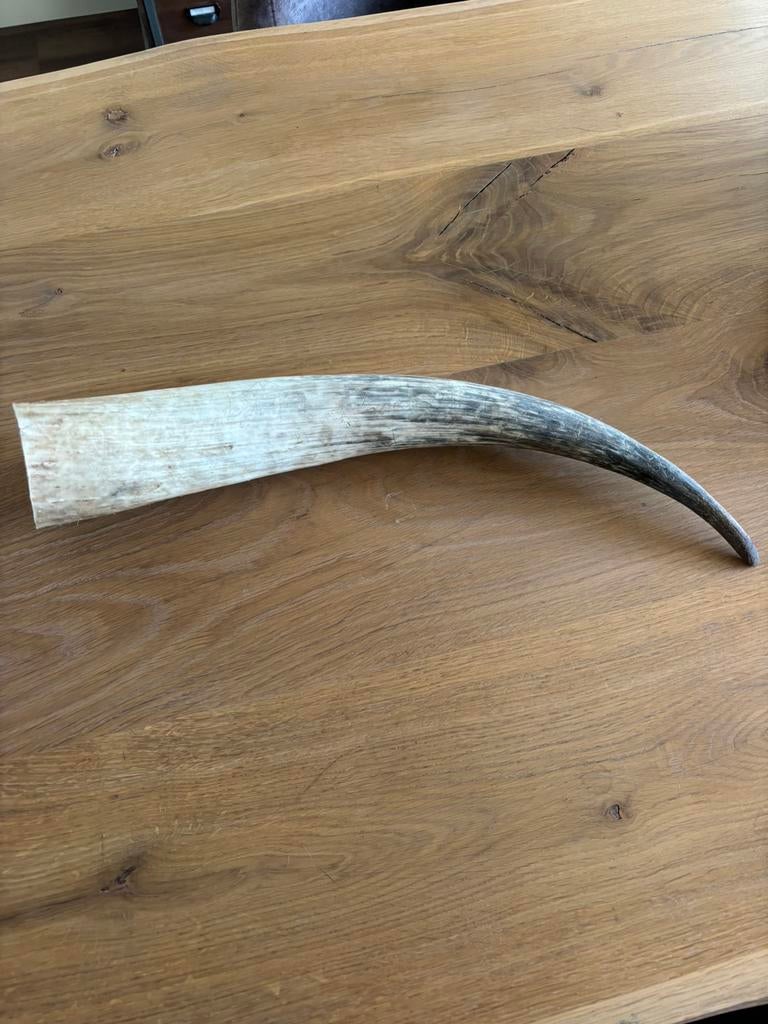 Buffel hoorn, Verzamelen, Dierenverzamelingen, Ophalen of Verzenden, Zo goed als nieuw, Wild dier, Gewei of Kop