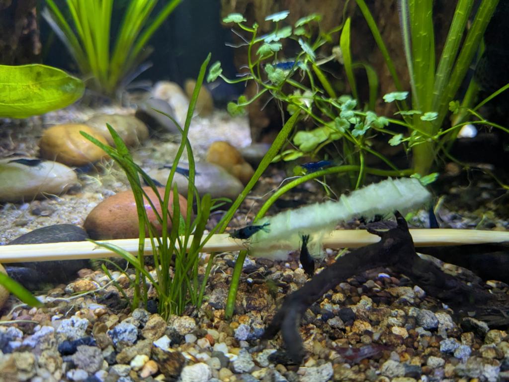 Blauwe garnalen (blue dream), Kreeft, Krab of Garnaal