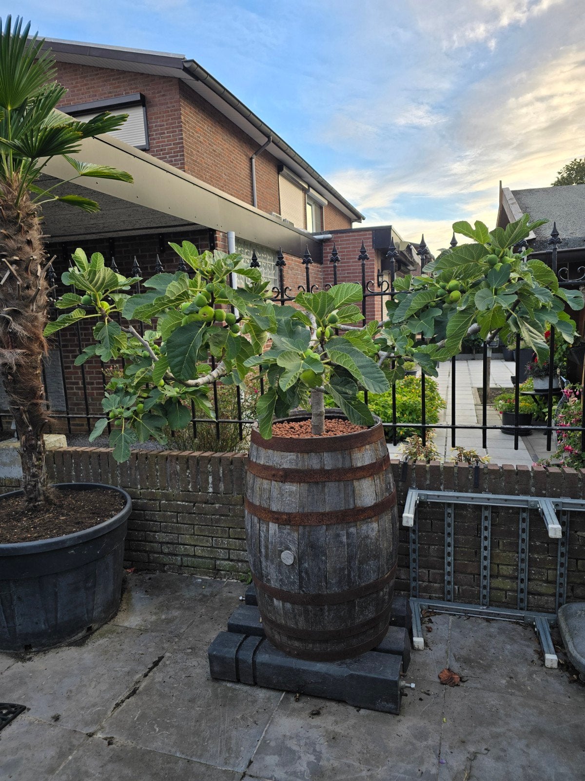 Mooi grote vijgenboom in wijnton, Ophalen, Overige soorten, Volle zon