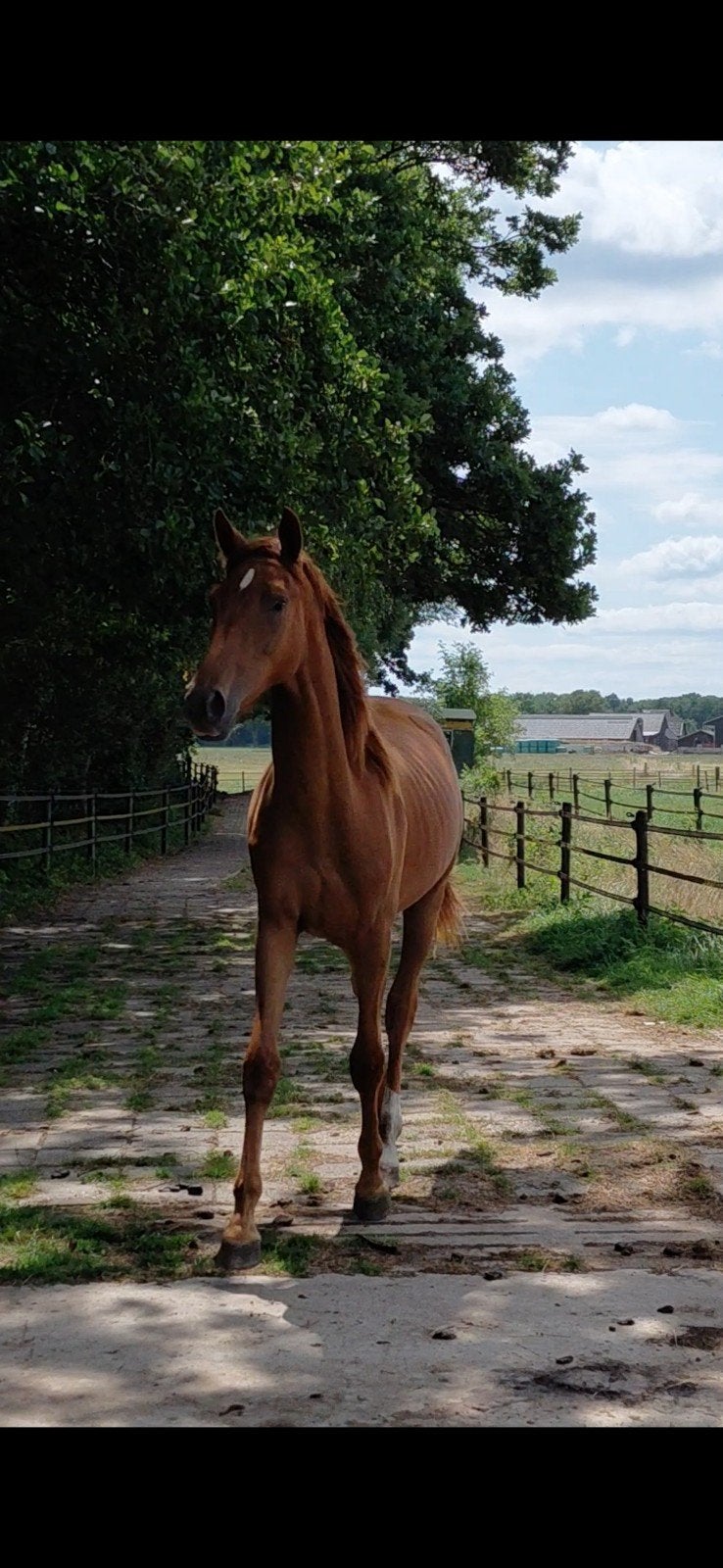 Veelbelovende allround jaarling met lief karakter, Dieren en Toebehoren, Merrie, Met stamboom, 0 tot 2 jaar, Onbeleerd