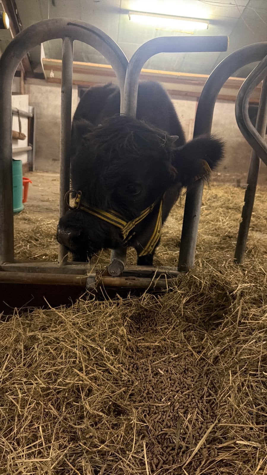 Schotse hooglander zwart stiertje halster mak!, Dieren en Toebehoren, Runderen, Mannelijk
