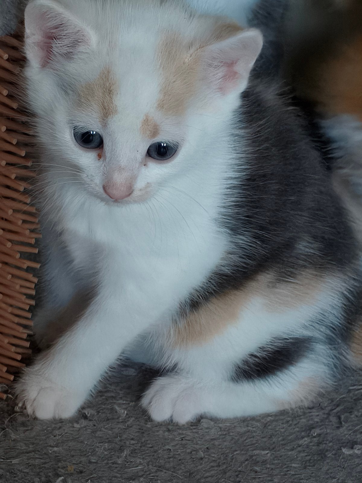 lieve speelse kitten grijs lapje, Poes, Langharig, 0 tot 2 jaar