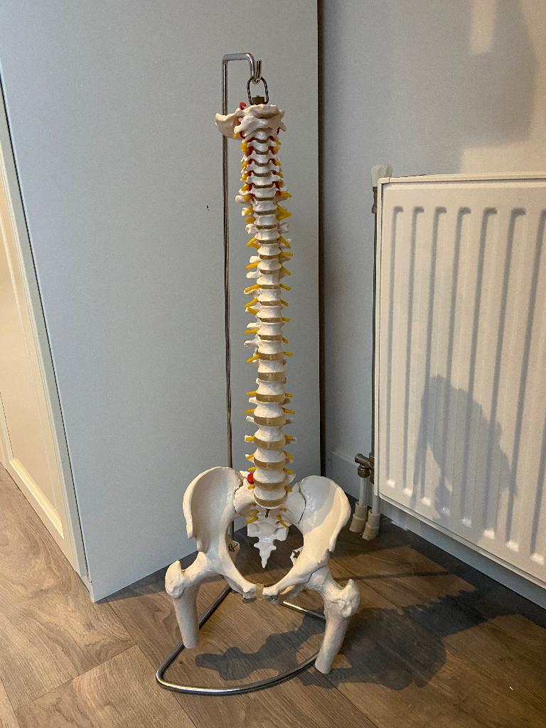 Anatomisch model wervelkolom met bekken en kop femur, Diversen, Schoolbenodigdheden, Ophalen, Nieuw