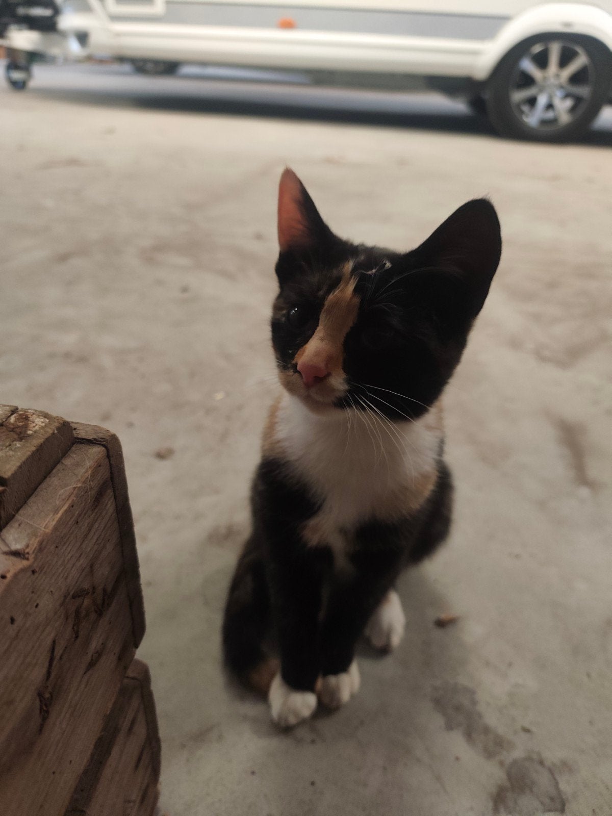 boerderij kitten, Poes