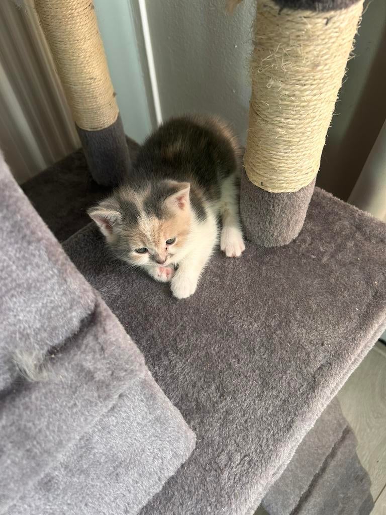 Nog 1kitten te koop!, Poes