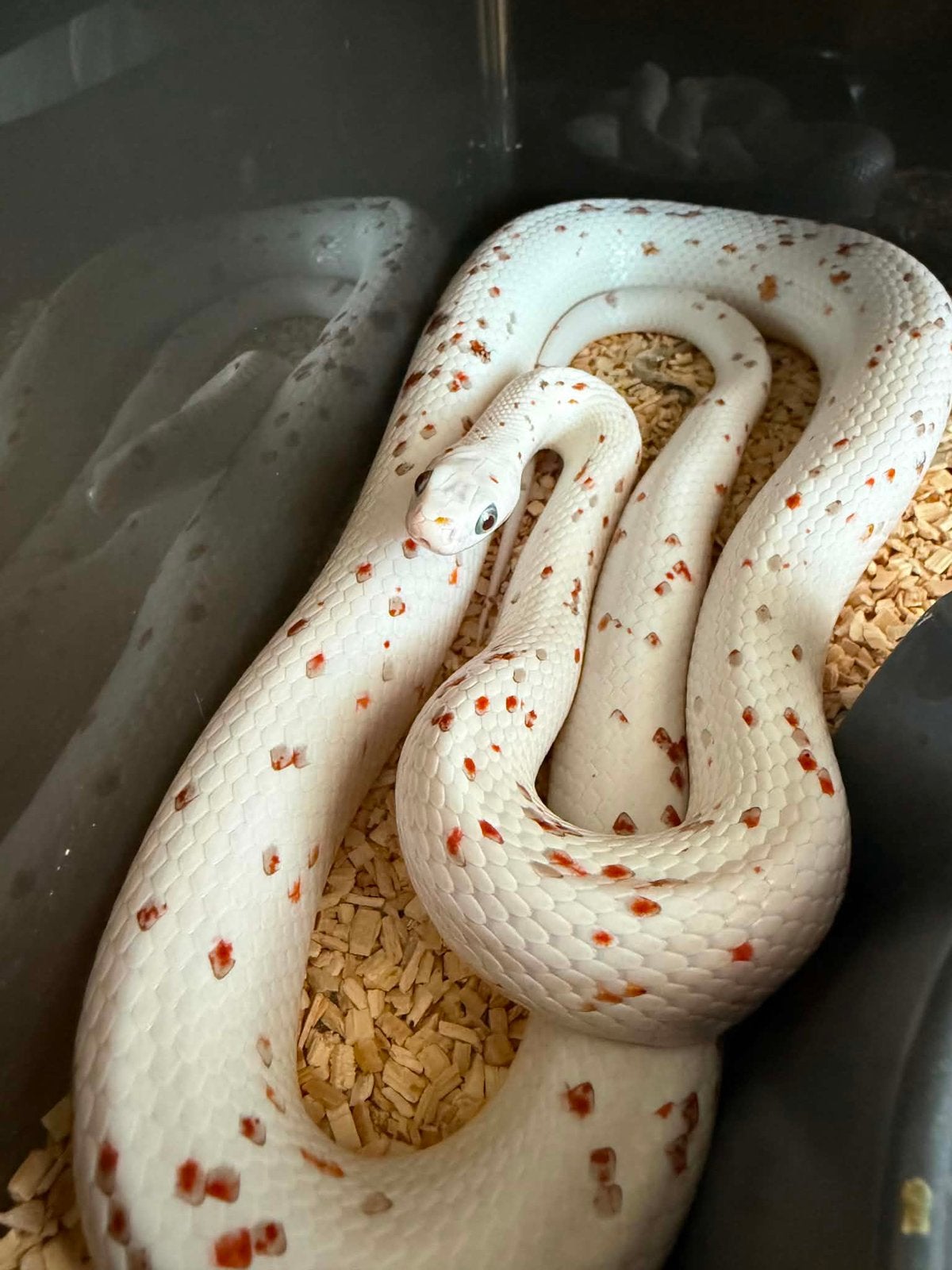 Pantherophis guttatus corn snake palmetto, Dieren en Toebehoren, Reptielen en Amfibieën, Slang, 0 tot 2 jaar