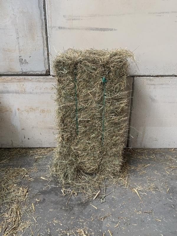 GEZOCHT  Mini pak weidehooi paard, Dieren en Toebehoren, Ophalen of Verzenden, Overige soorten