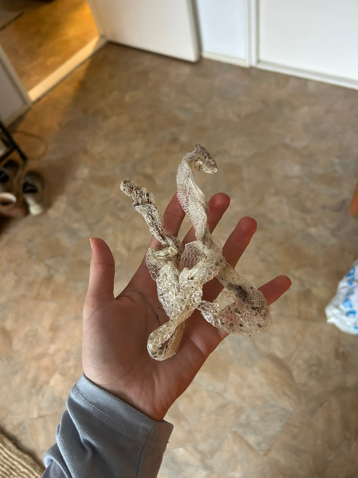 Koningspython + terrarium Ball Python photo 4
