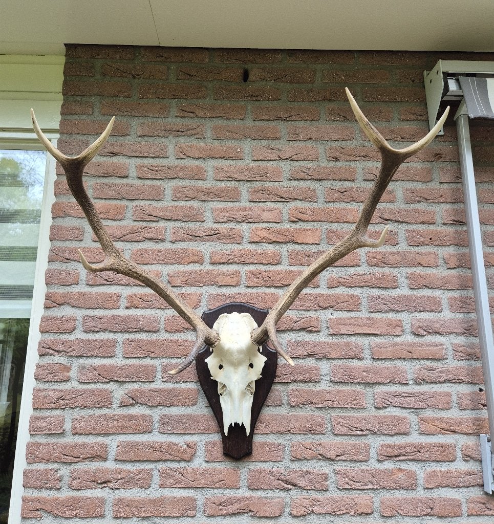 Mooi Symmetrisch Edelhert Gewei Jacht Mancave g70, Ophalen, Gebruikt, Hert, Gewei of Kop
