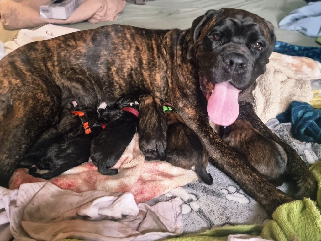 Prachtige Cane corso/boxer pupjes, Dieren en Toebehoren, Honden | Bulldogs, Pinschers en Molossers, België, Particulier, Overige rassen