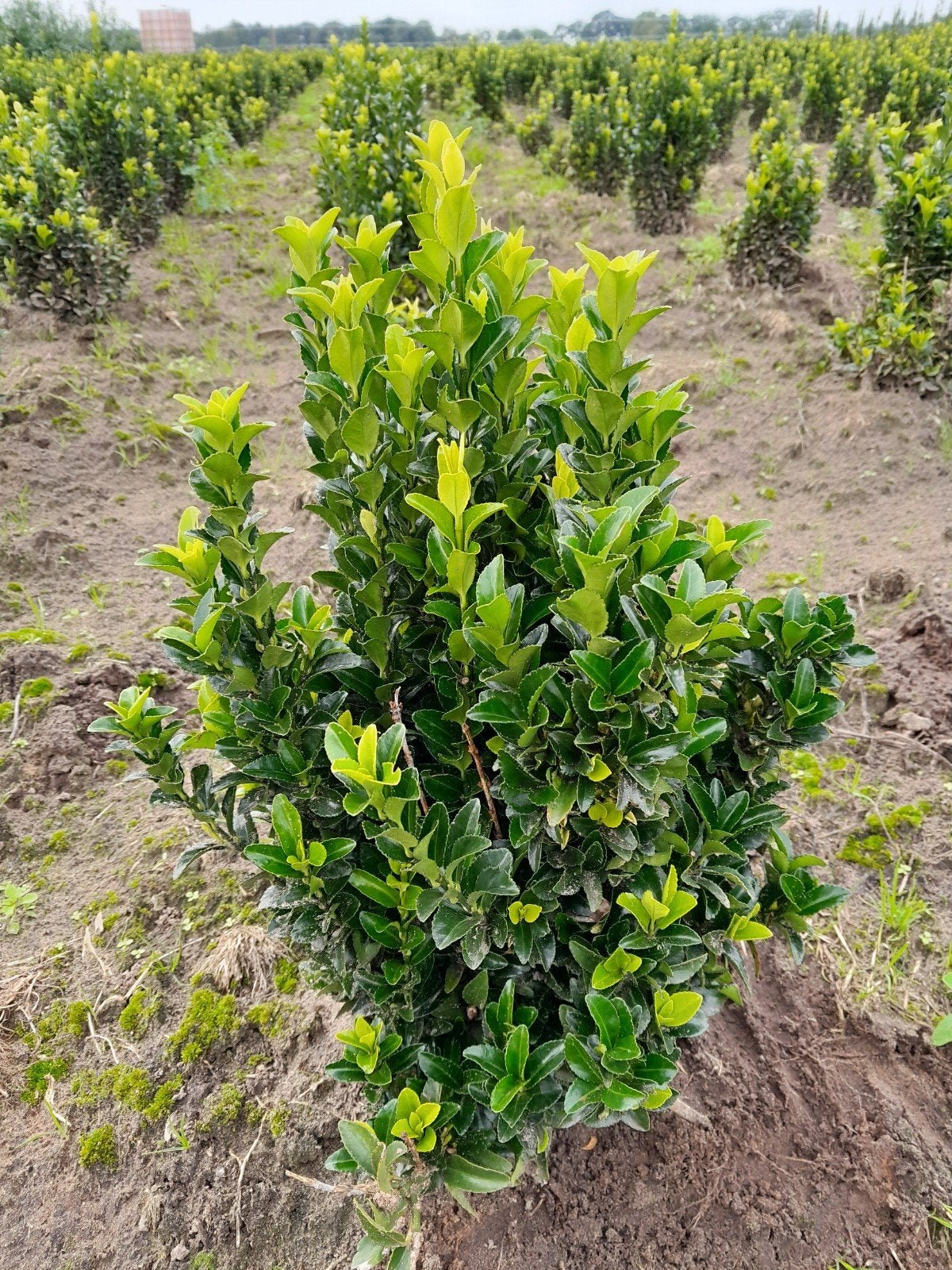 Japanse Kardinaalsmuts  30cm (Euonymus japonicus), Tuin en Terras, Vaste plant, Bloeit niet, Halfschaduw, Ophalen