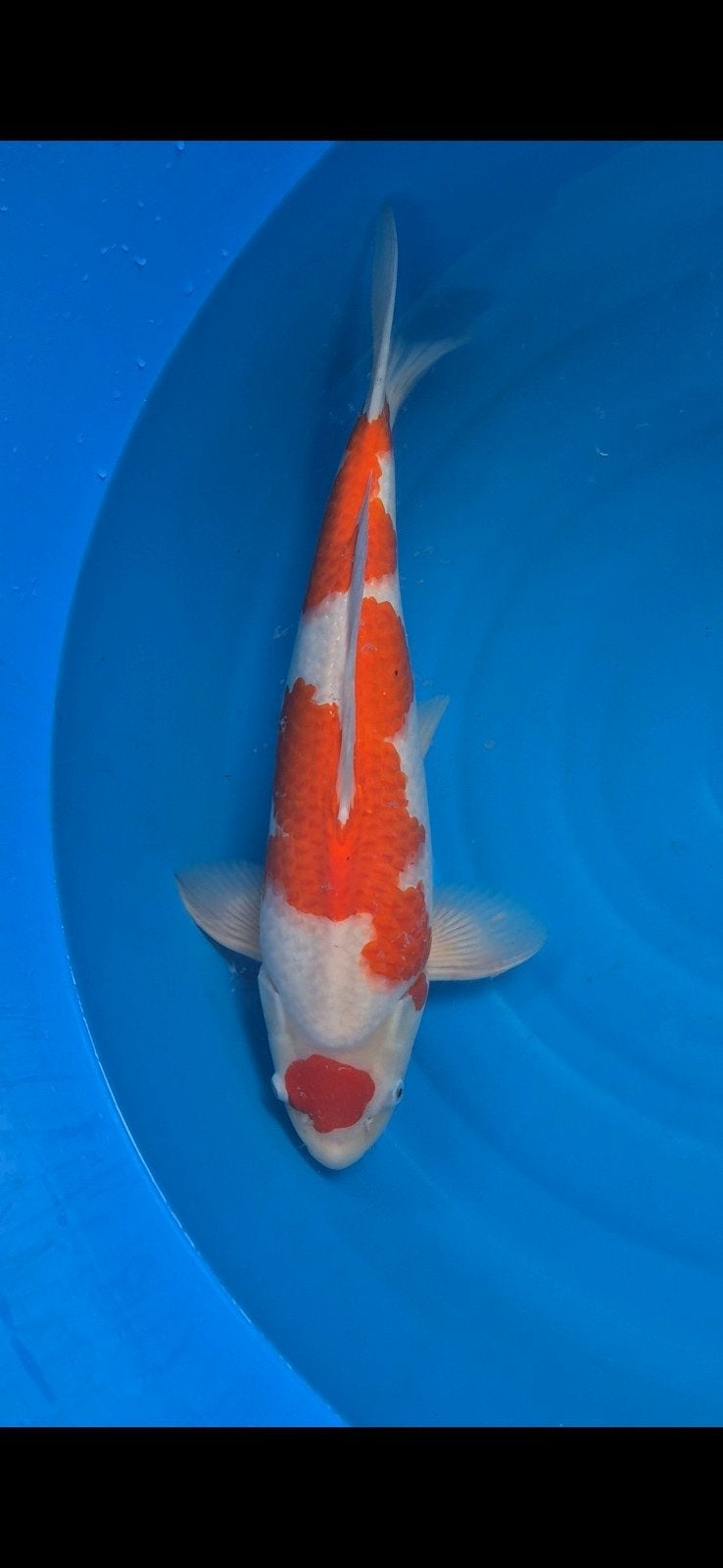 Maruten kohaku, Dieren en Toebehoren, Karper of Koi