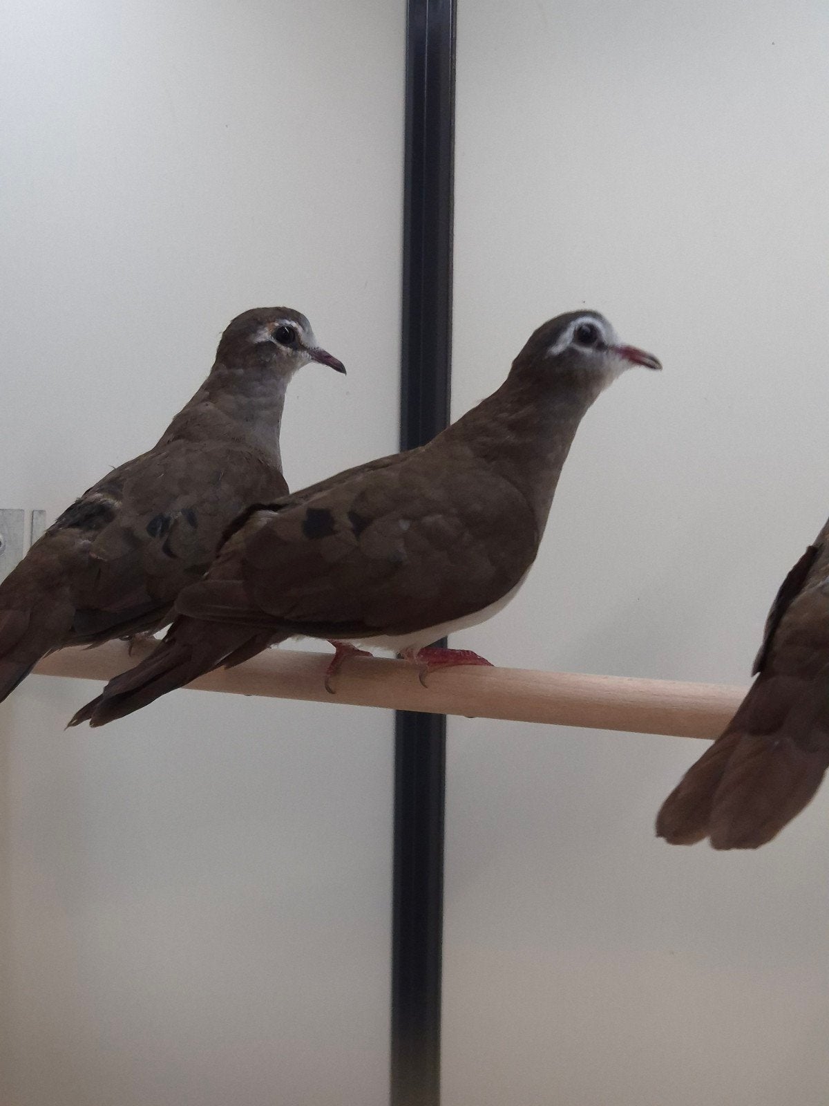 3-3 Tamboerijn duif, Meerdere dieren, Tropenvogel, Geringd