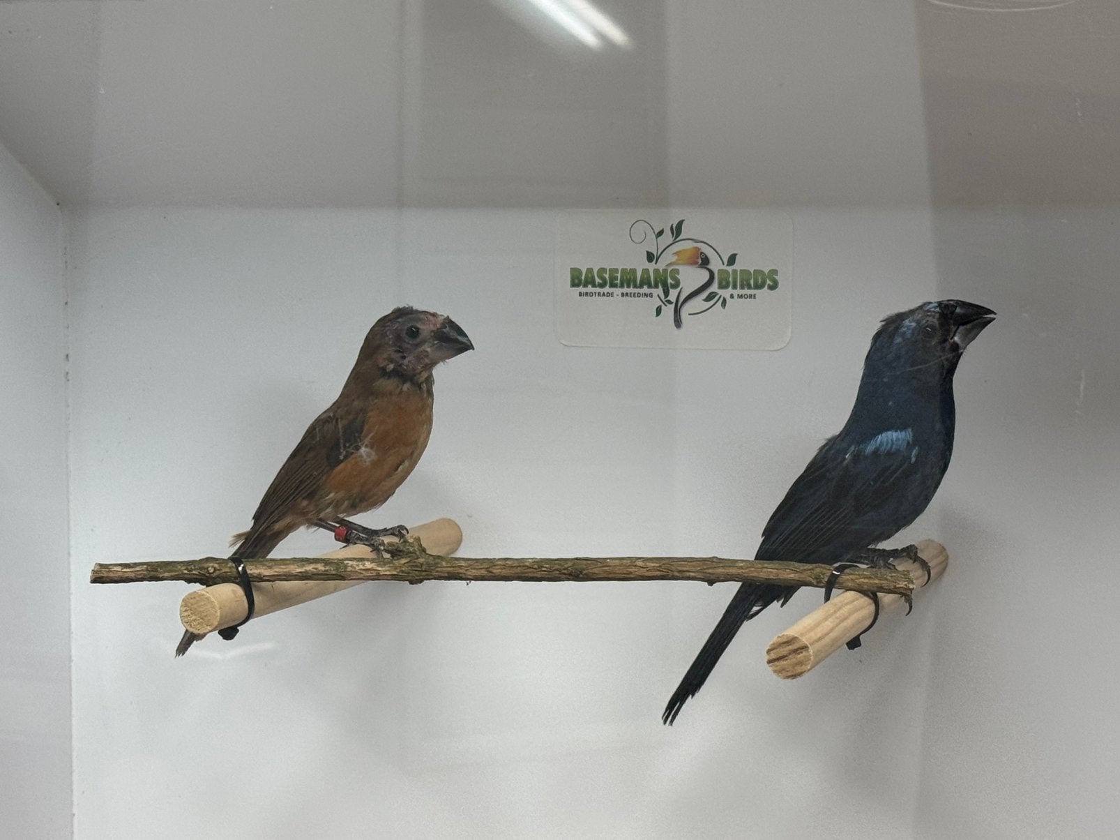 Braziliaanse blauwe bisschop - cyanloxia brissonii, Meerdere dieren, Tropenvogel, Geringd