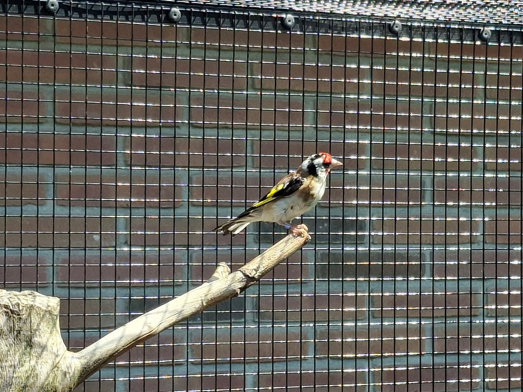 Koppel putters, Dieren en Toebehoren, Meerdere dieren, Wildzangvogel
