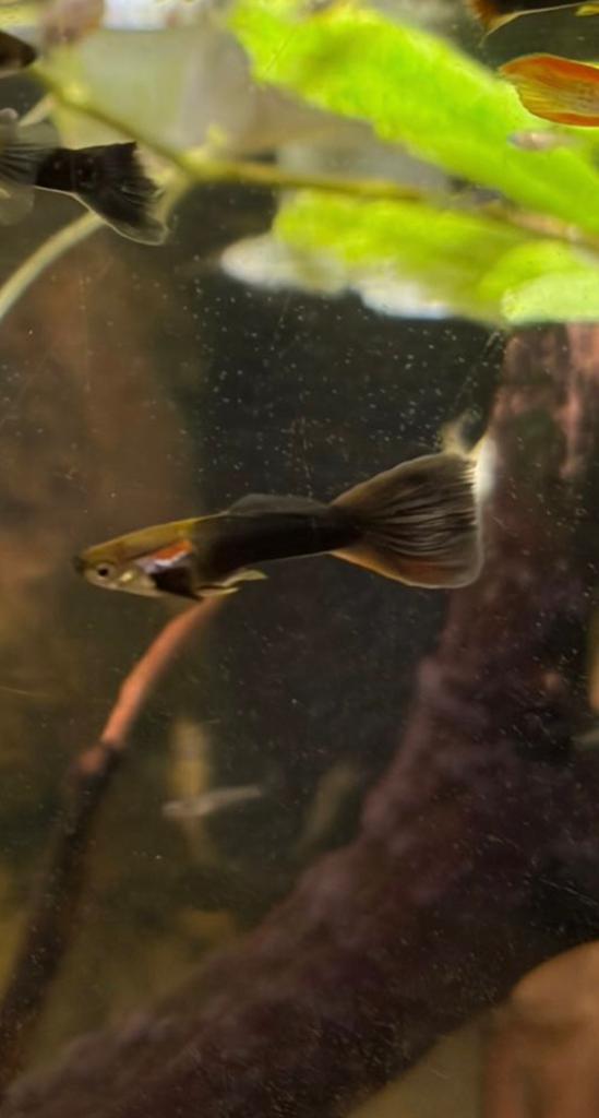 Guppys, Dieren en Toebehoren, Vissen | Aquariumvissen, Vis