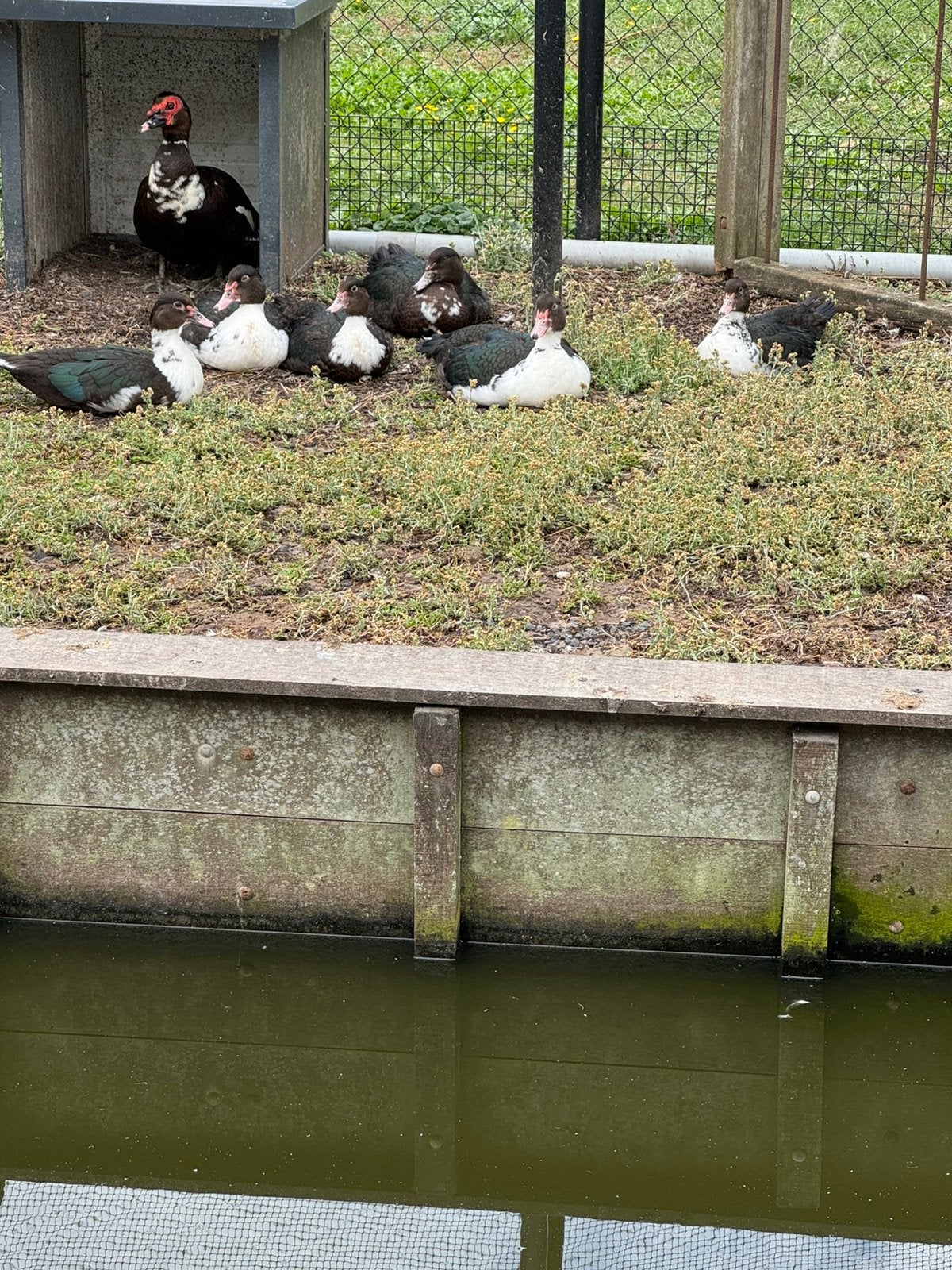 Kaapse / muskus eenden kuikens, Geslacht onbekend, Eend