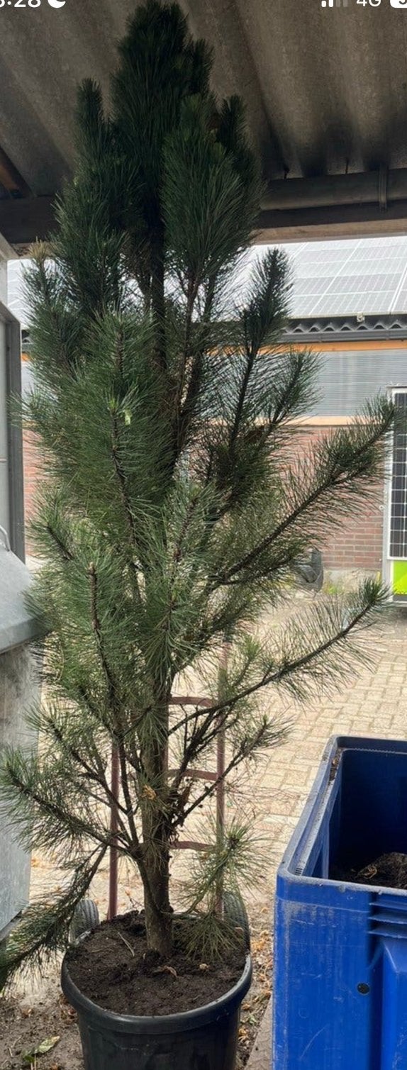 Pinus, Tuin en Terras, Planten | Bomen, Overige soorten, Volle zon, In pot, Ophalen