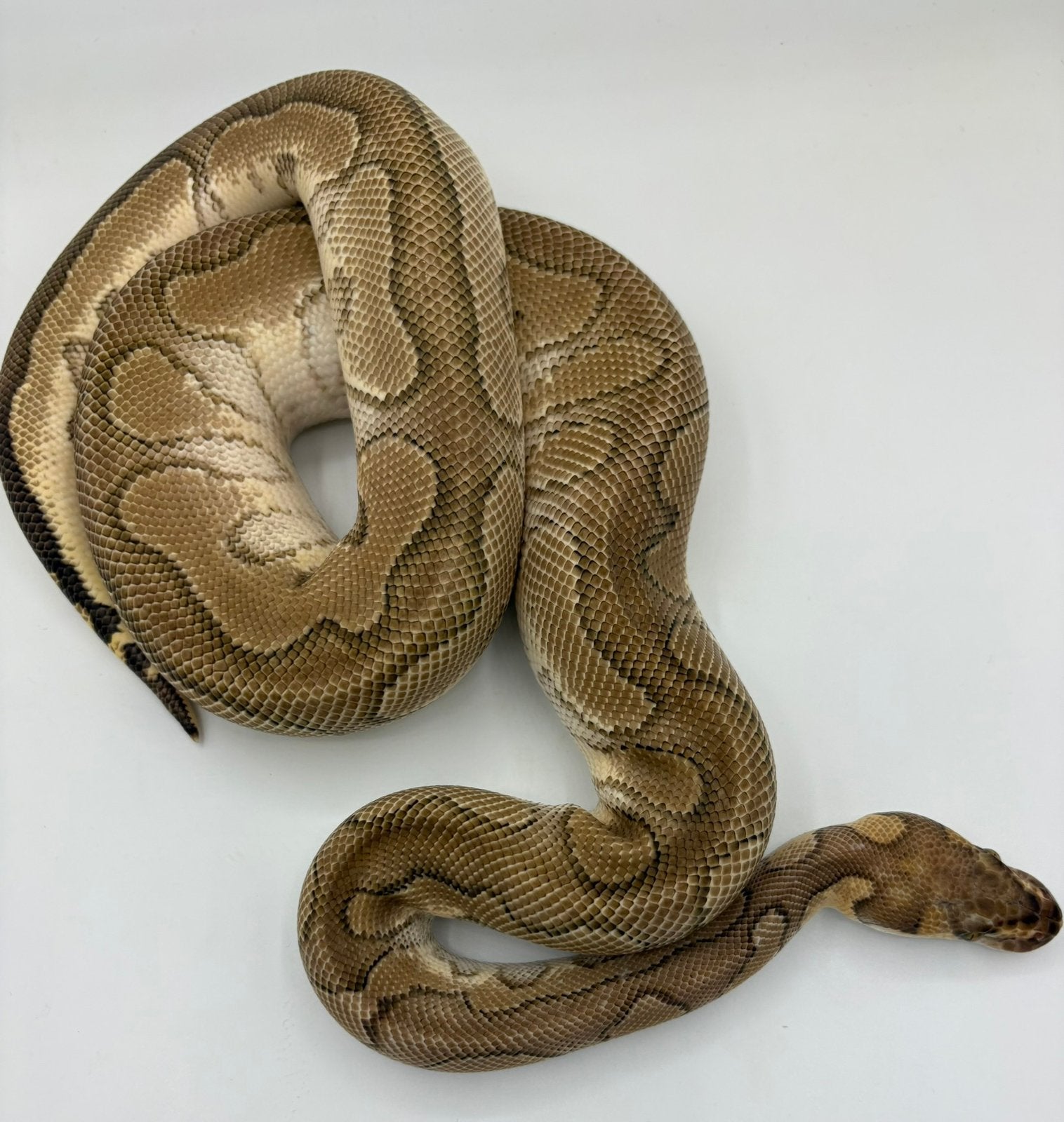 SALE diverse Koningspythons Ballpythons mannen en vrouwen Ball Python - female for sale from willems