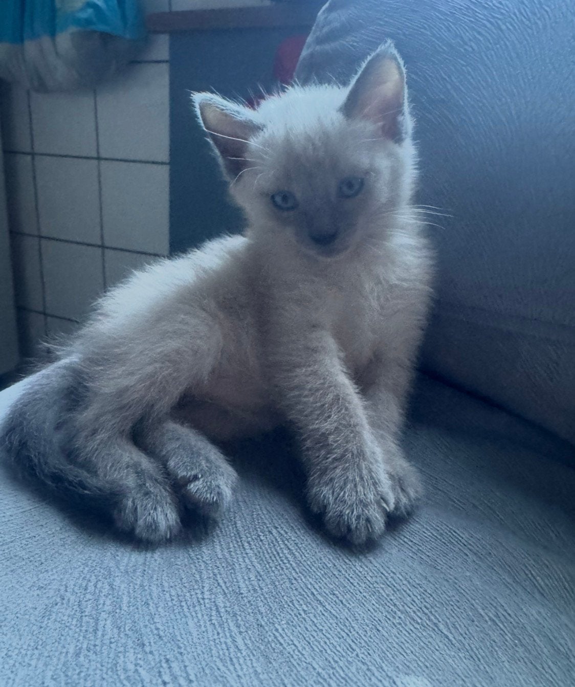 Siamese kittens, Meerdere dieren