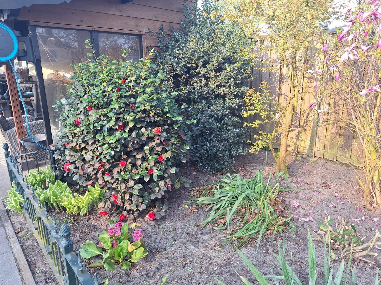 Grote Bloeiende Camelia  180. Cm hoog, Ophalen of Verzenden, Overige soorten, Halfschaduw