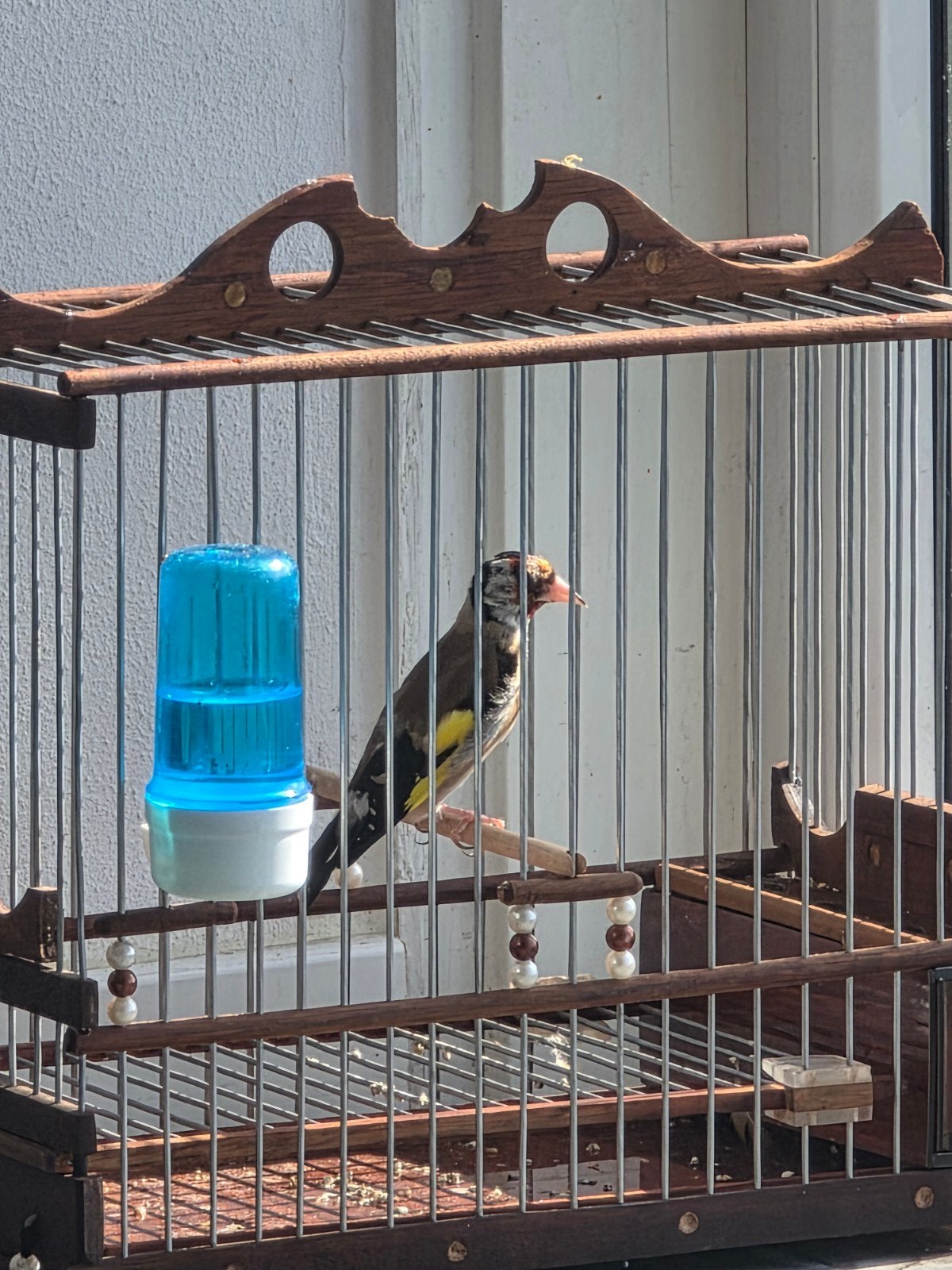 parva putter Man 2024, Mannelijk, Wildzangvogel