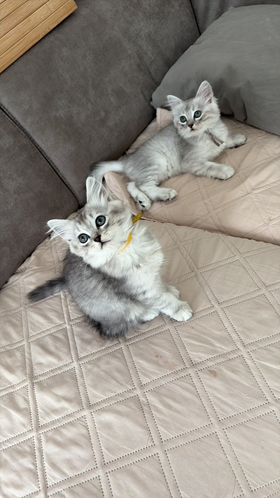 Britse langhaar /ragdoll kittens (UIT GETESTE OUDERS ), Dieren en Toebehoren, Katten en Kittens | Overige Katten, Meerdere dieren