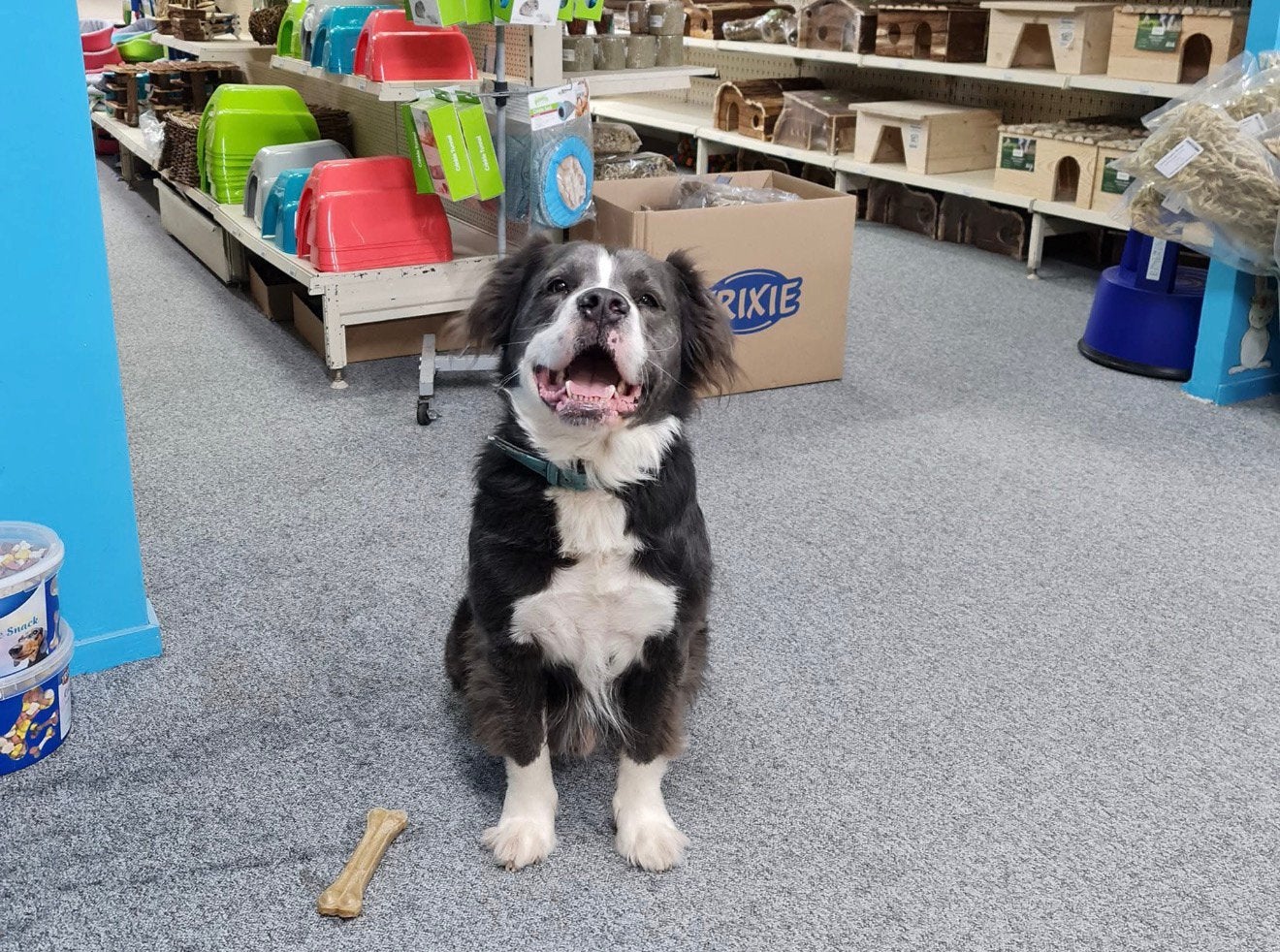 Nieuwe mannelijke baas gezocht - Old English Bulldog mammut, Dieren en Toebehoren, 6 jaar of ouder, Reu, Bulldog, Eén hond