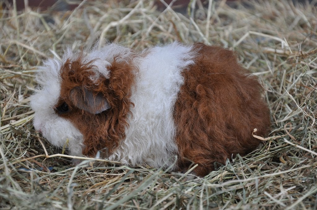 Jonge tessel cavia rood wit 1, Dieren en Toebehoren, Cavia, Augustus, Meerdere dieren, Tam