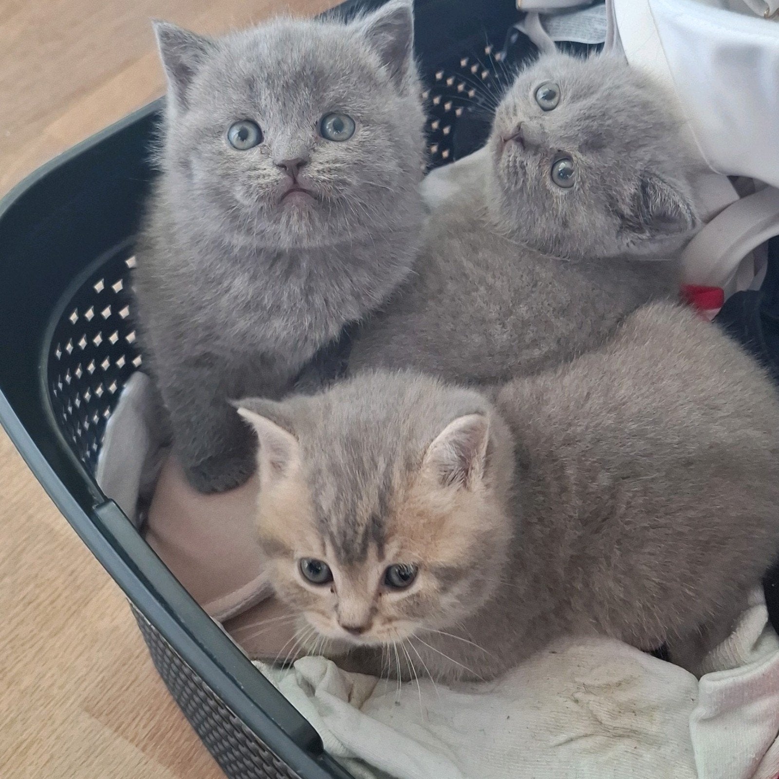 Britse Korthaar kittens – 3 katertjes te kopen, Kater, Gechipt, 0 tot 2 jaar