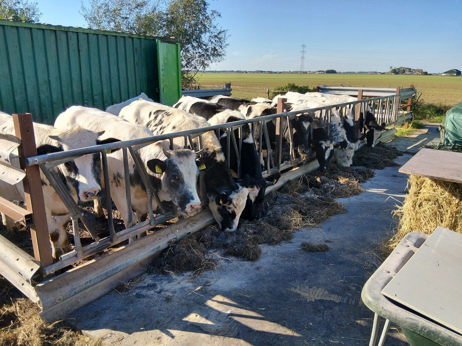 belgisch blauwe halfbloed vaarzen, Dieren en Toebehoren, Vrouwelijk, 0 tot 2 jaar