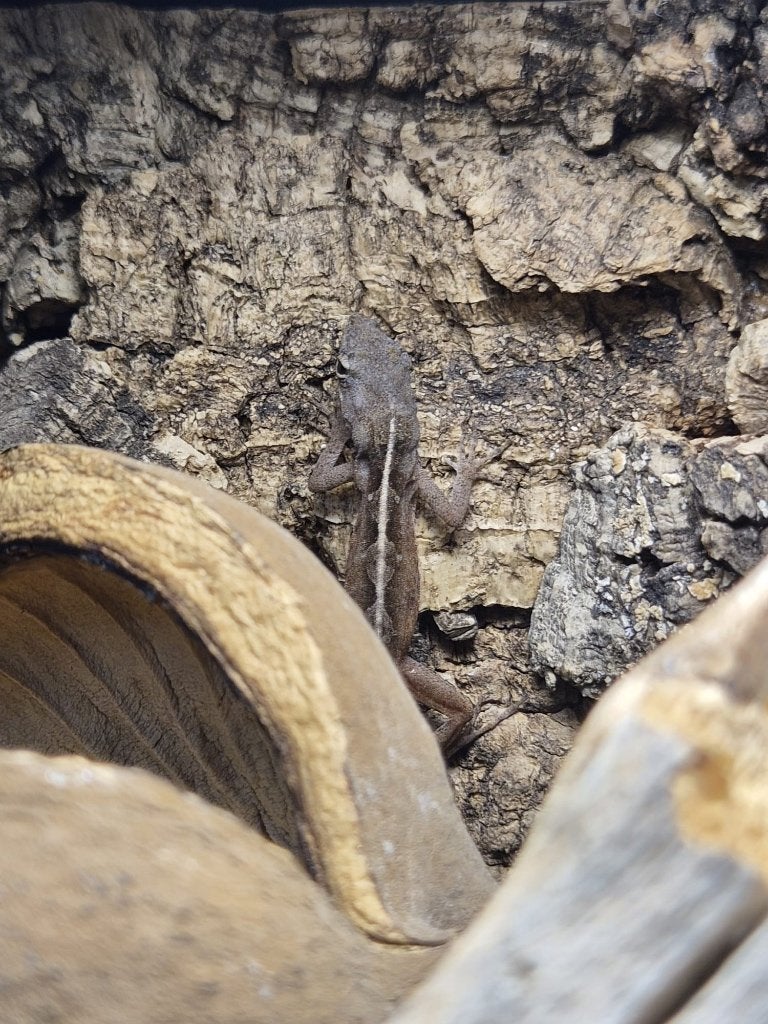 Anolis Sagrei (hagedis) vrouwtje, Hagedis, 0 tot 2 jaar