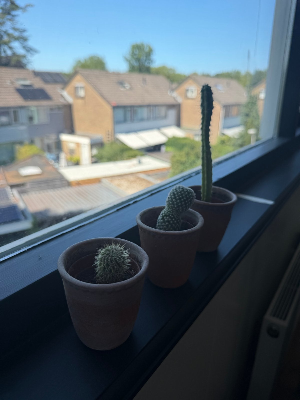 3x Cactus in terracotta potje, Overige soorten, Volle zon, Vaste plant, Ophalen of Verzenden