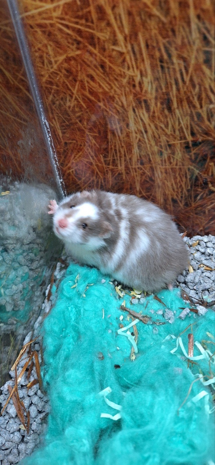 syrische hamster vrouw, Juli, Vrouwelijk, Hamster