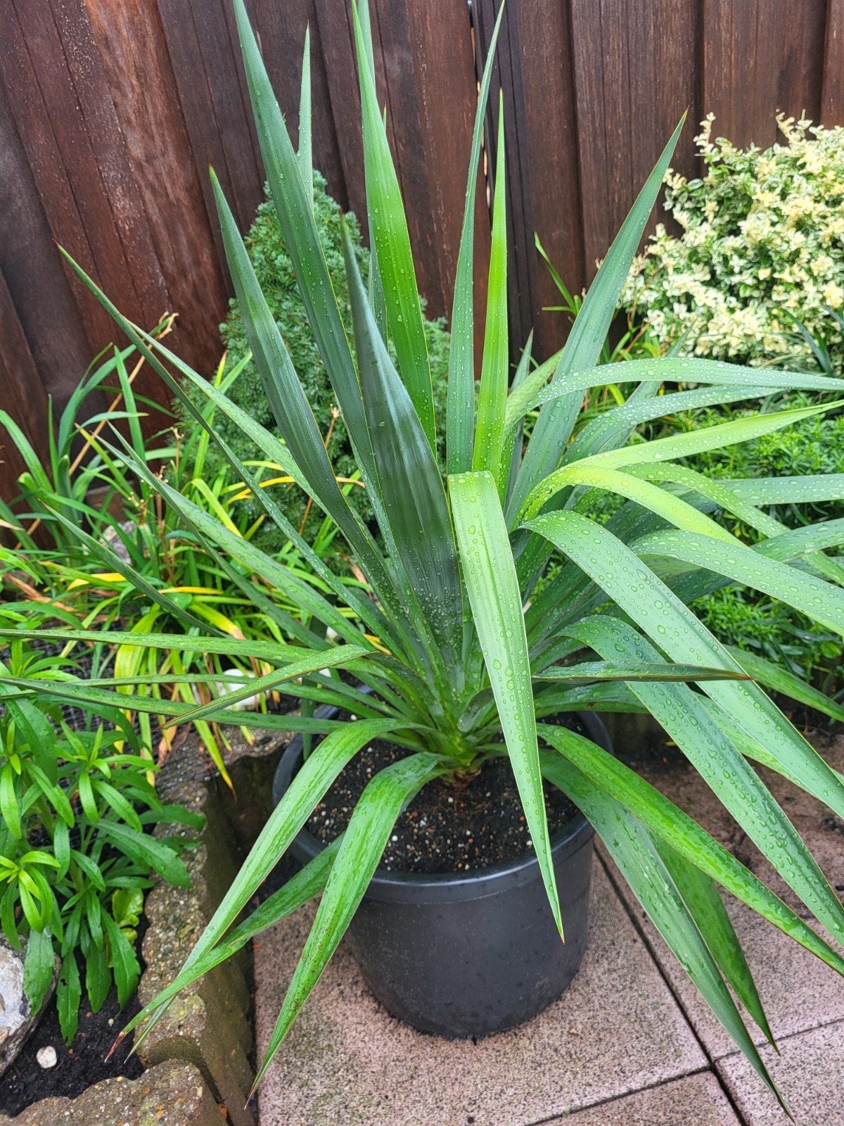 Yucca Gloriosa, Tuin en Terras, Ophalen, Overige soorten, Volle zon