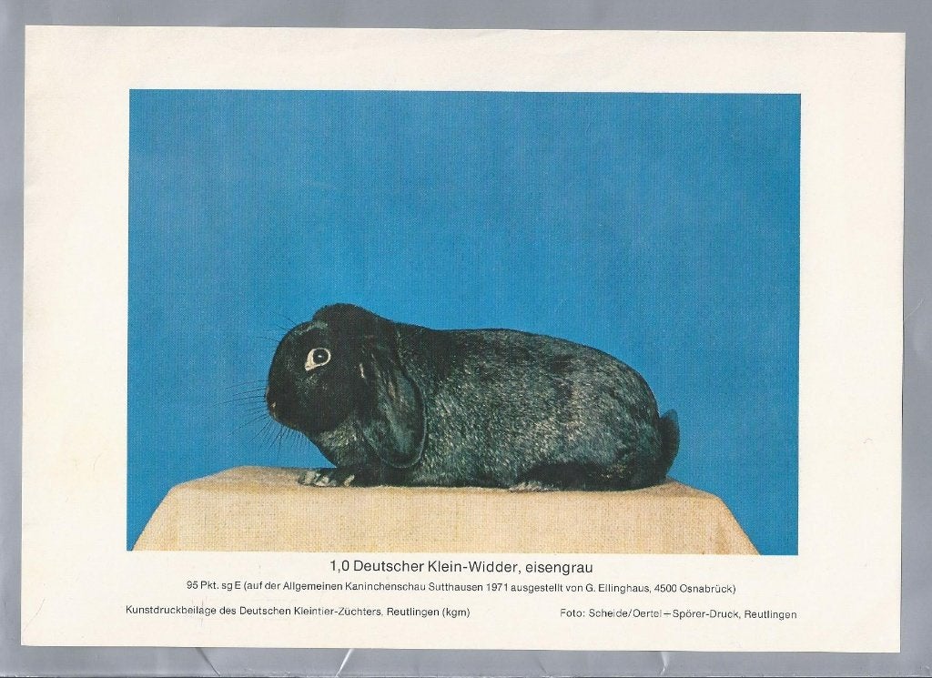 Duitse Klein-Widder Konijn Kunstprint, Ophalen of Verzenden, Gebruikt, Boerderijdier, Overige typen