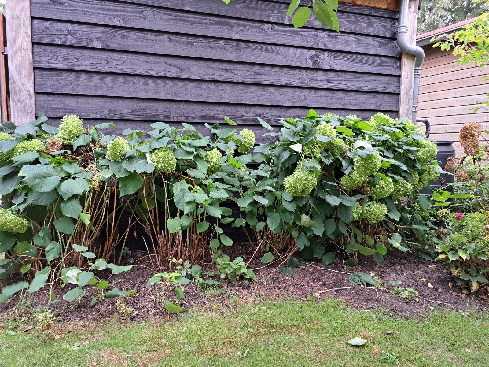 Gratis Annabelle hortensia's (wit bloeiend), Tuin en Terras, Ophalen