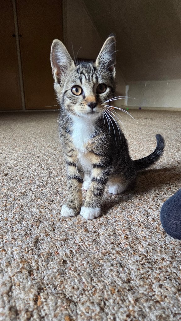 Schattige Kittens, Dieren en Toebehoren, Meerdere dieren, Kortharig, 0 tot 2 jaar