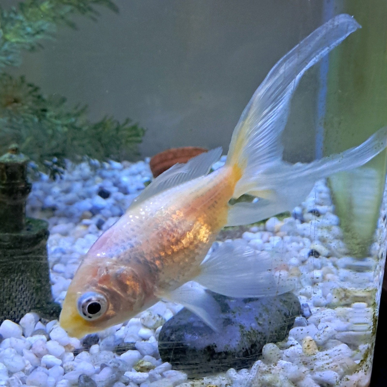 Witte sluierstaart, Dieren en Toebehoren, Vissen | Aquariumvissen, Vis, Zoetwatervis