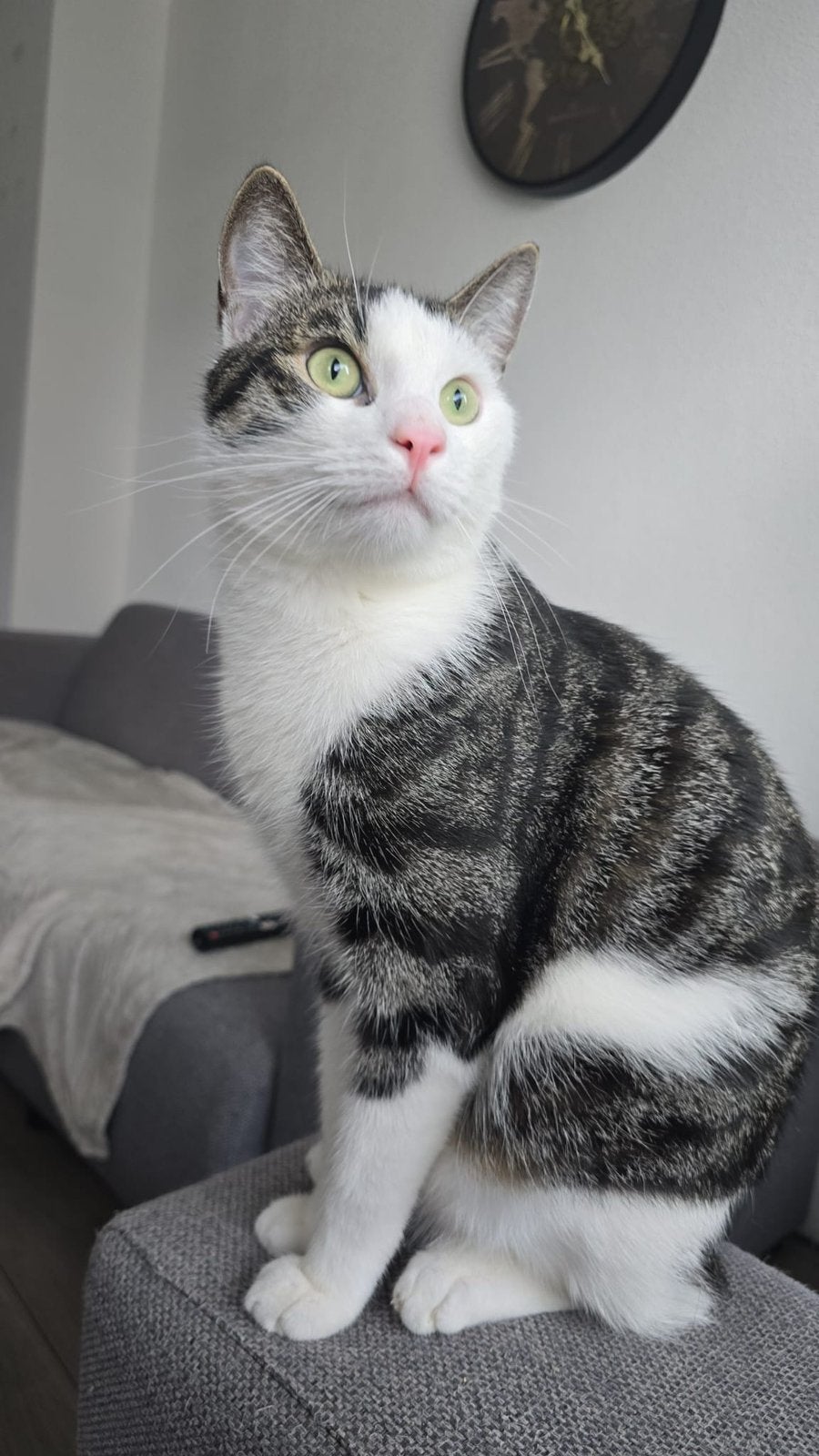 Katers, Dieren en Toebehoren, 3 tot 5 jaar