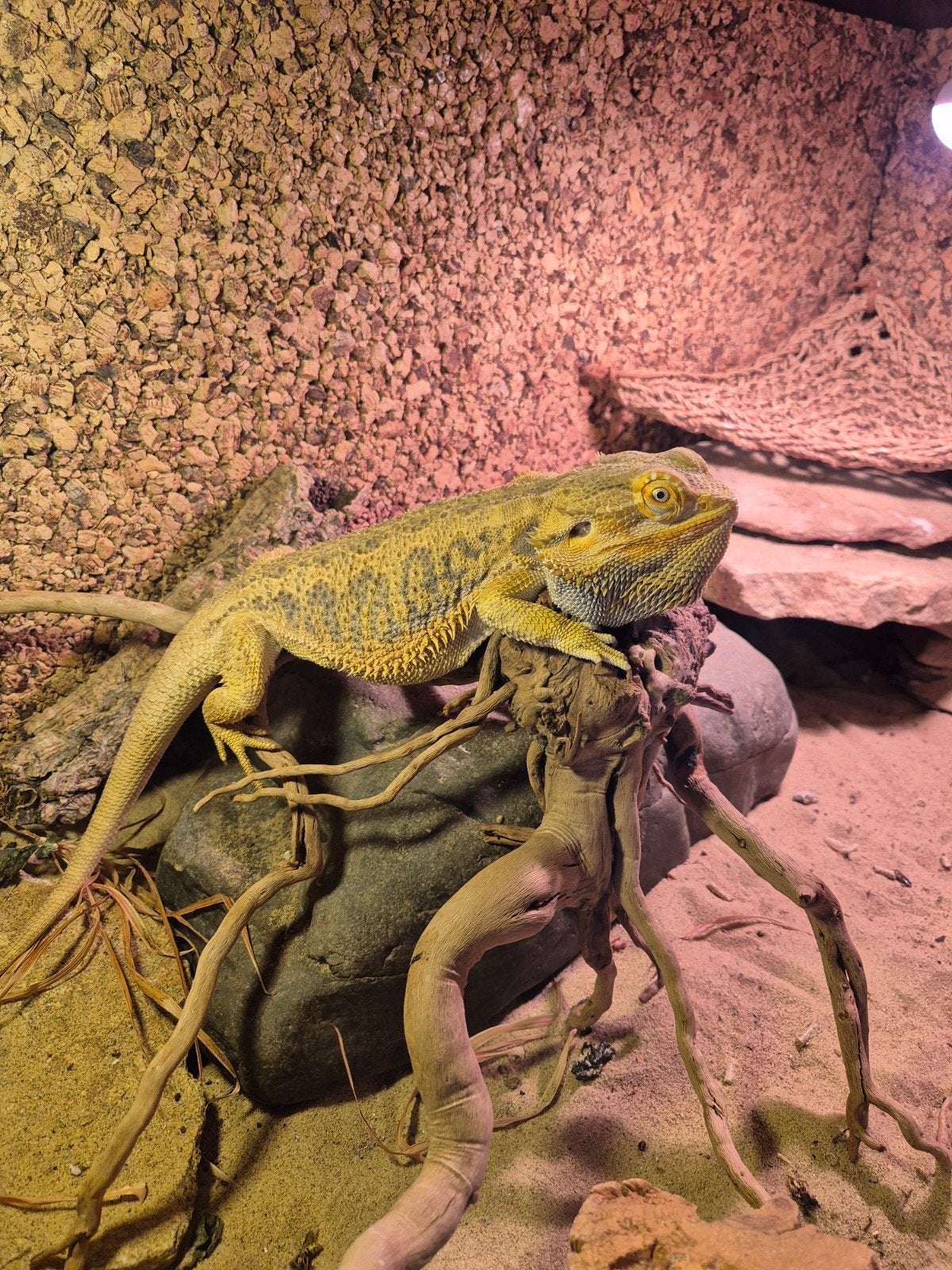 Reptiel - Baardagaam (Bearded dragon), Dieren en Toebehoren, Reptielen en Amfibieën, Hagedis, Met terrarium, 3 tot 6 jaar