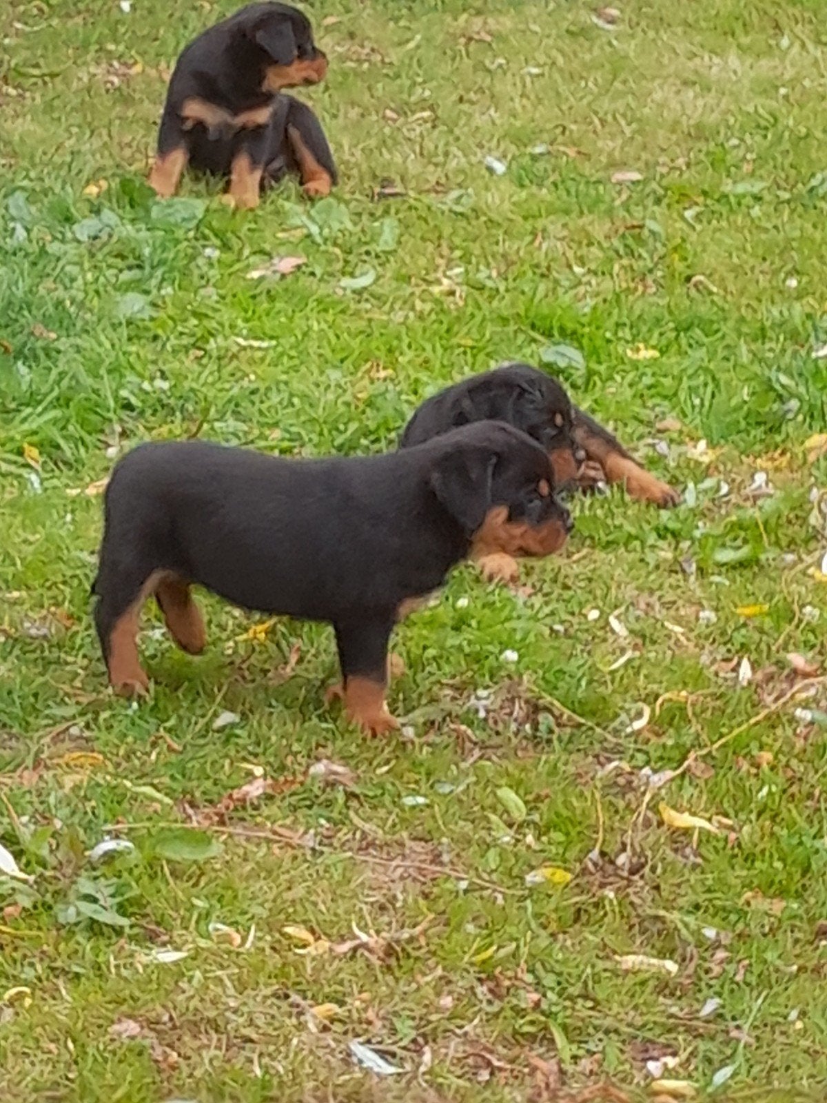 Rottweiler pups, Standaard, Korthaar, Parvo, Meerdere dieren