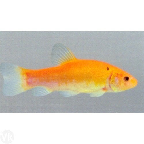 Goudzeelt - Goud Zeelt 20 / 25 cm - Koidreams Valburg, Karper of Koi