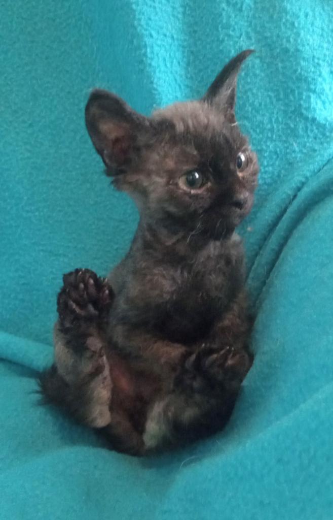 Aparte, bijzondere kitten, Kater, Ontwormd, 0 tot 2 jaar