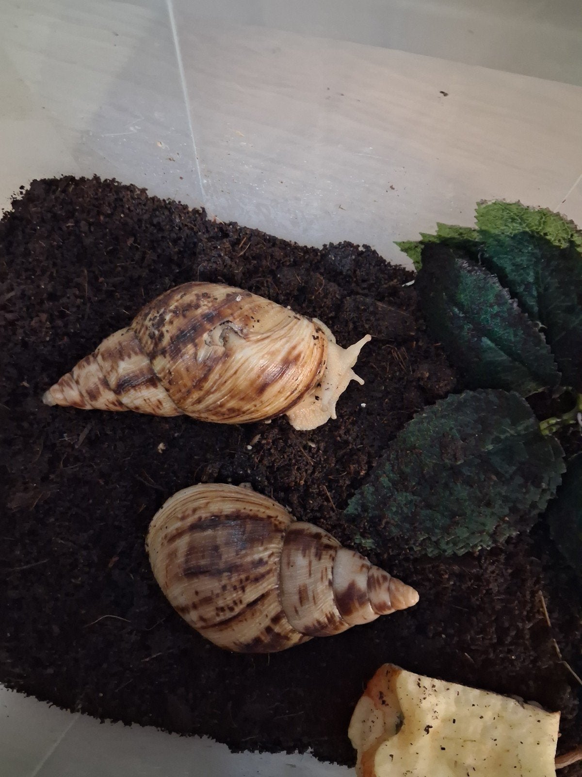 afrikaanse reuzenslakken albino 2, Dieren en Toebehoren, Overige Dieren, Augustus, Meerdere dieren