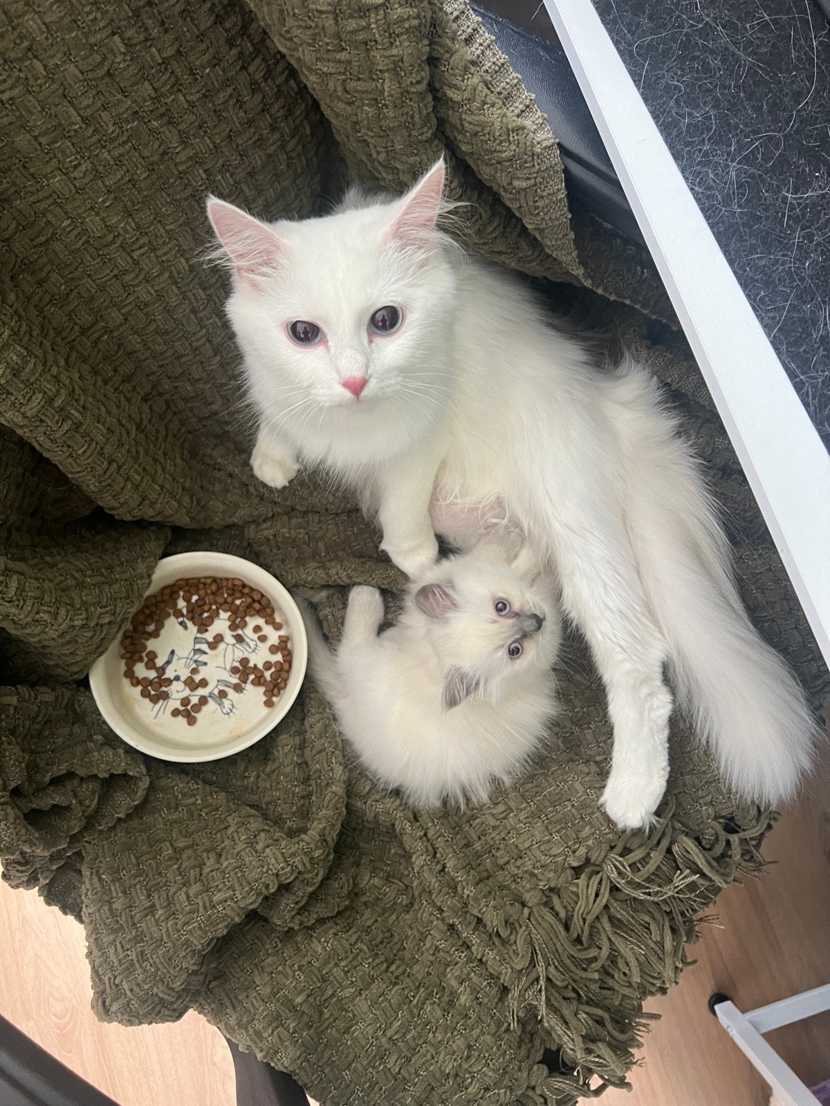 Lief Birman kitten zoekt een liefdevol thuis, Dieren en Toebehoren, Poes