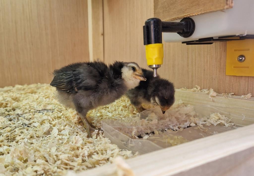 Kuikens van de Antwerpse Baardkriel, Dieren en Toebehoren, Vrouwelijk, Kip